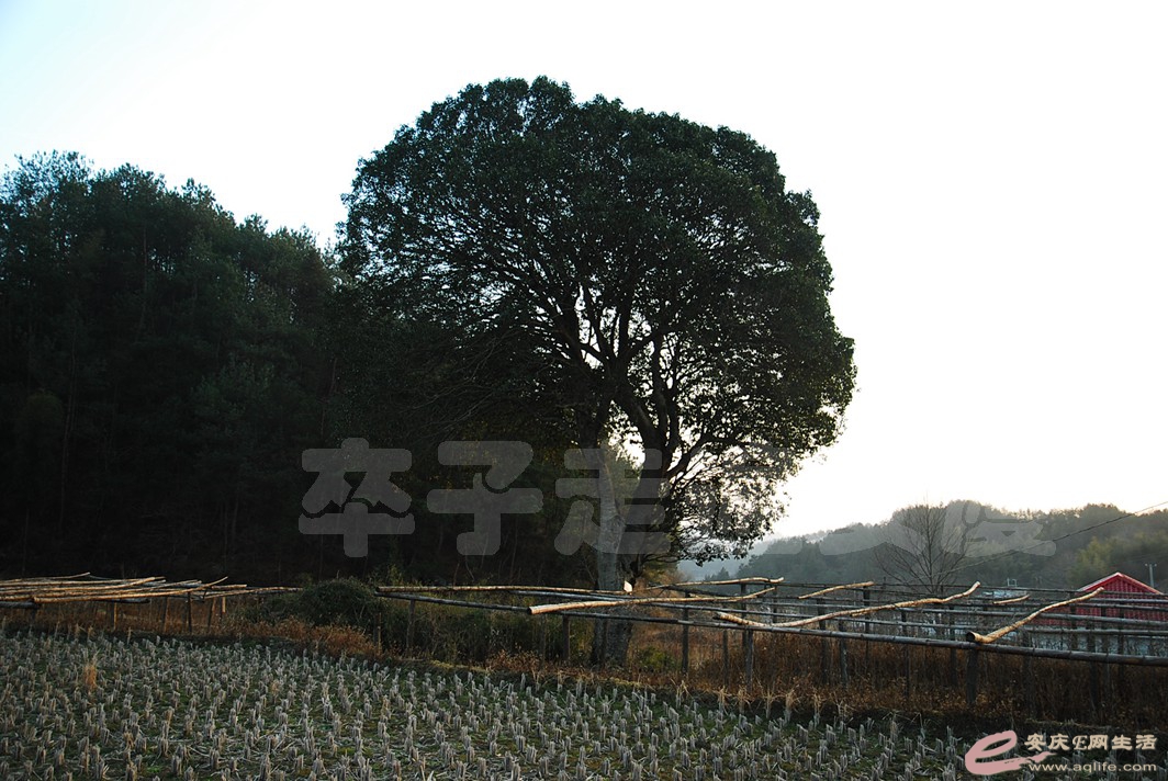 DSC_0113.jpg