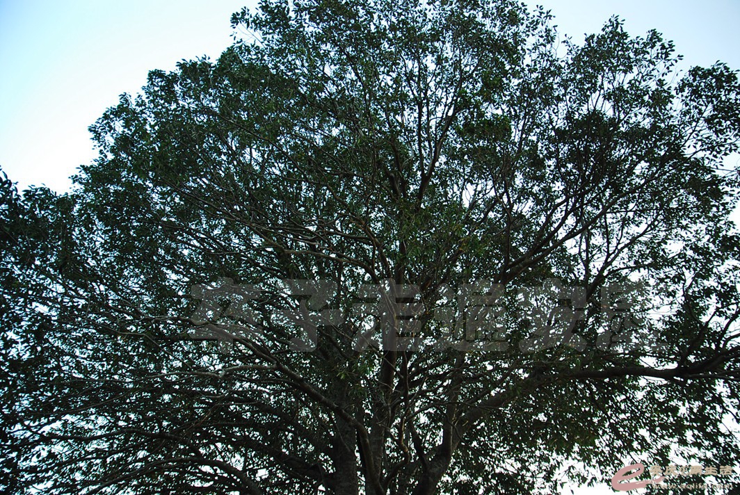 DSC_0117.jpg