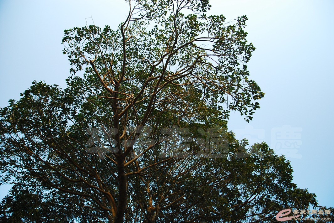 DSC_0121.jpg