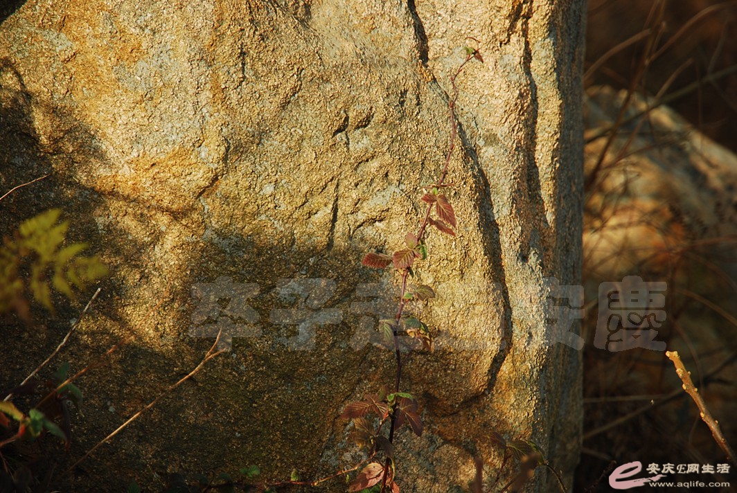 DSC_9708.jpg