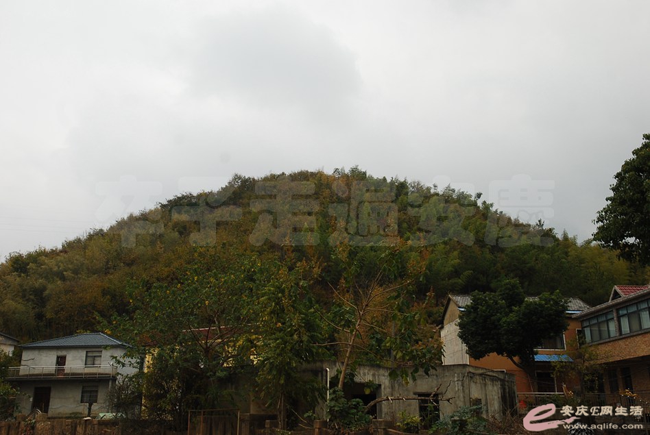 DSC_2333.jpg