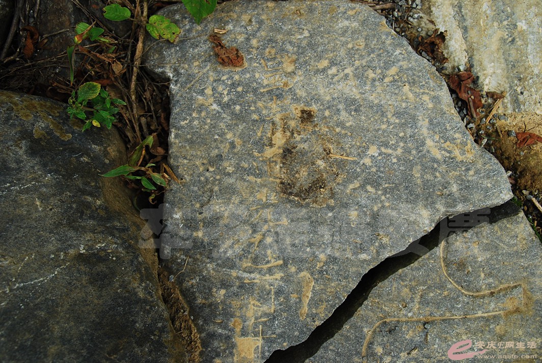 DSC_7749.jpg