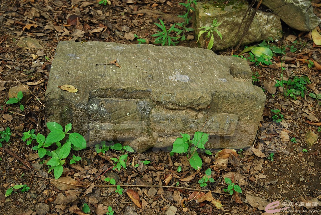 DSC_7768.jpg