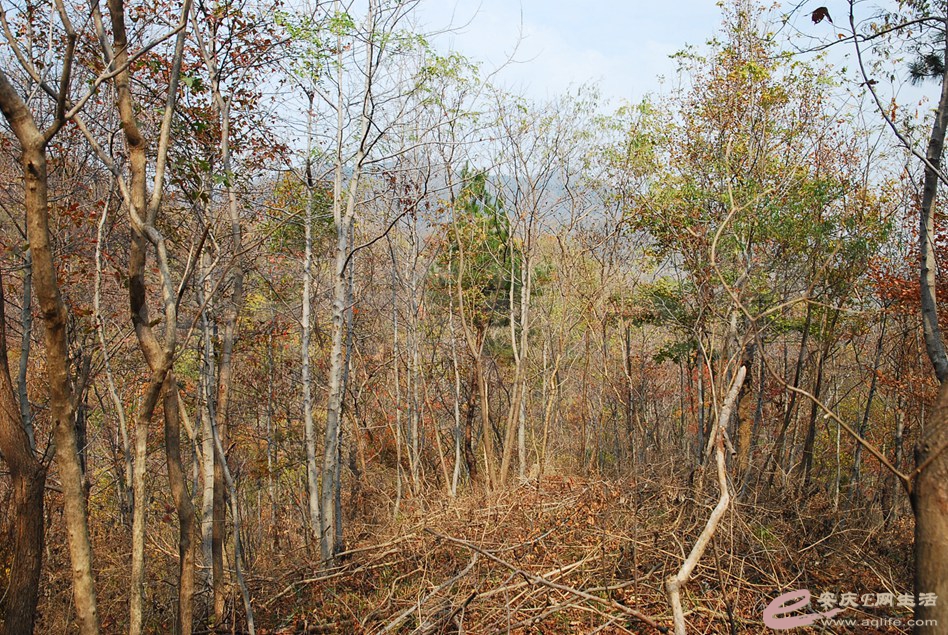 DSC_2903.jpg