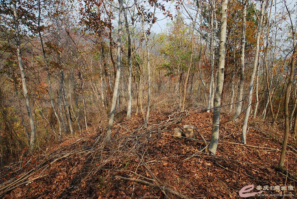 DSC_2909.jpg