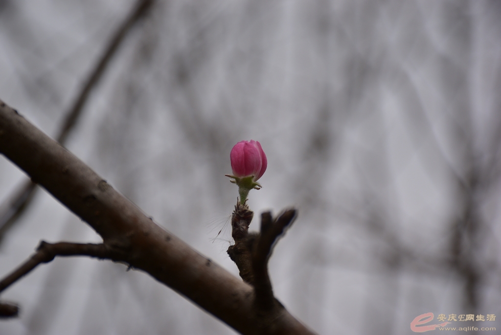 DSC_0012.JPG