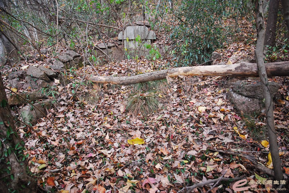 DSC_2739.jpg