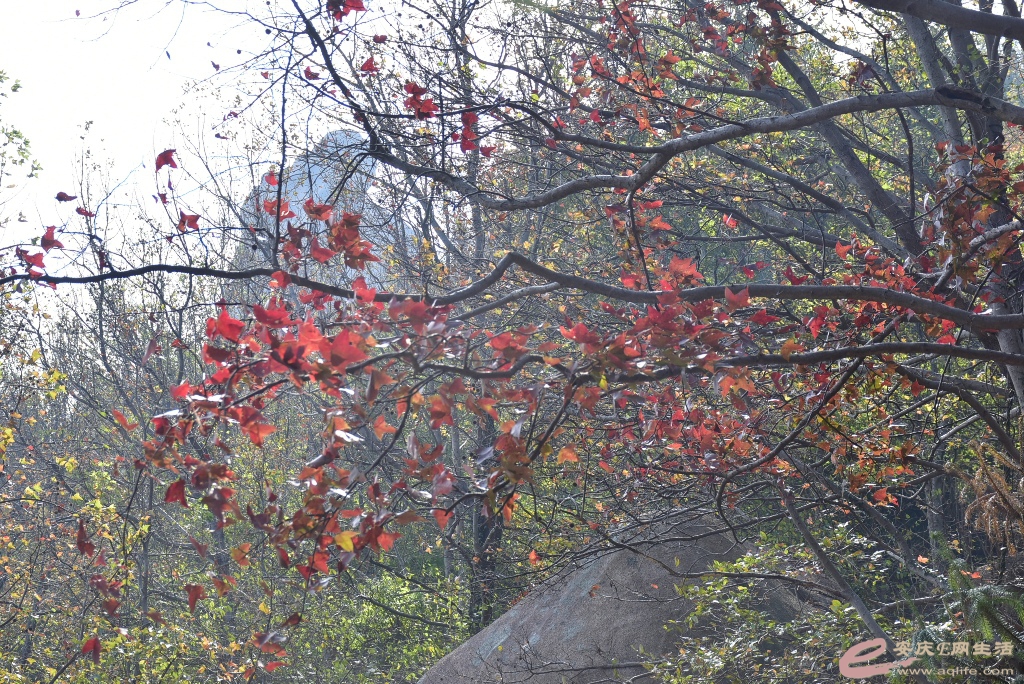 DSC_0110.JPG