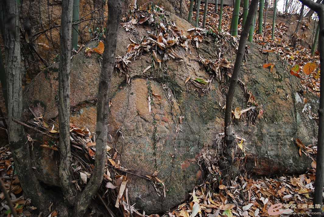 DSC_2492.jpg