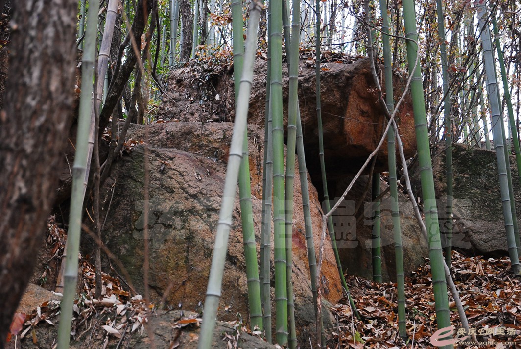 DSC_2498.jpg
