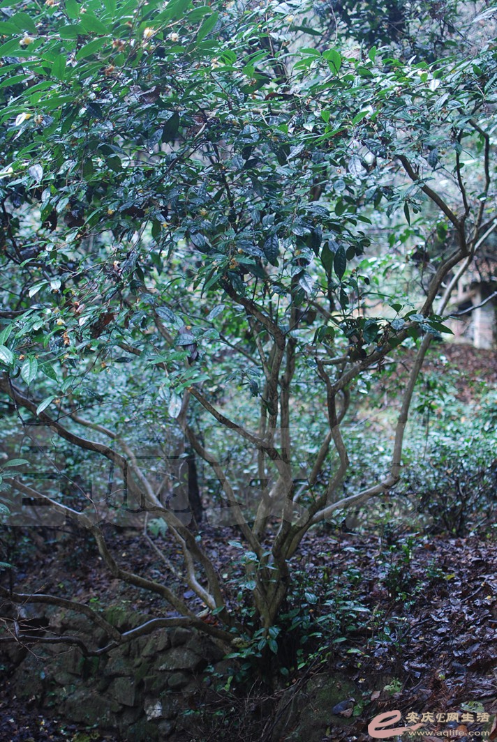 DSC_0482.jpg