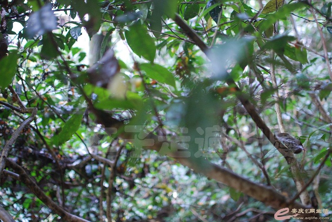 DSC_0483.jpg