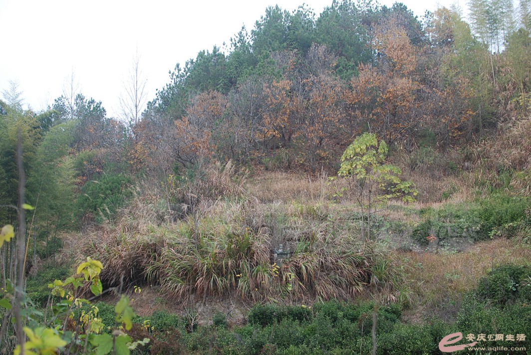 DSC_0662.jpg