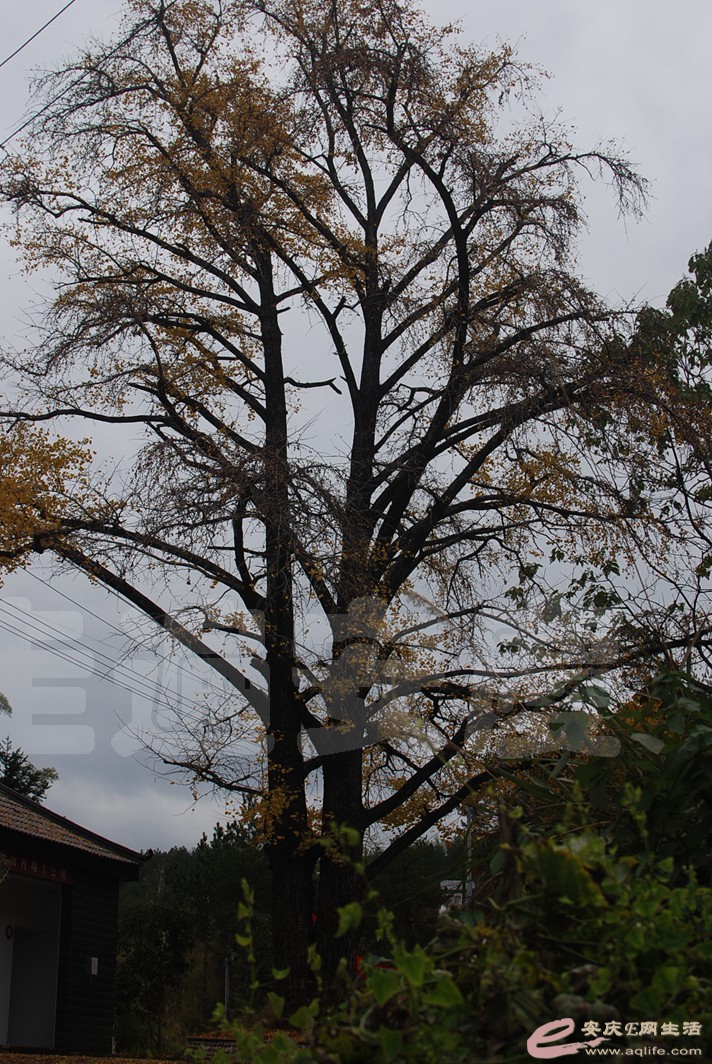 DSC_0695.jpg