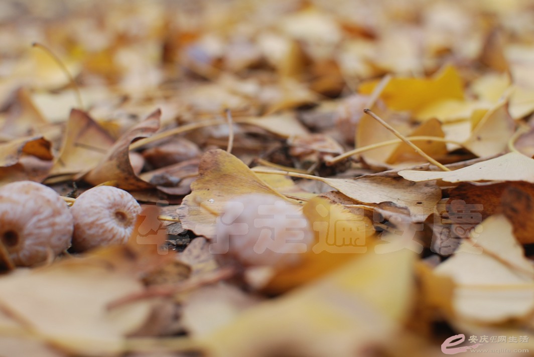 DSC_0701.jpg