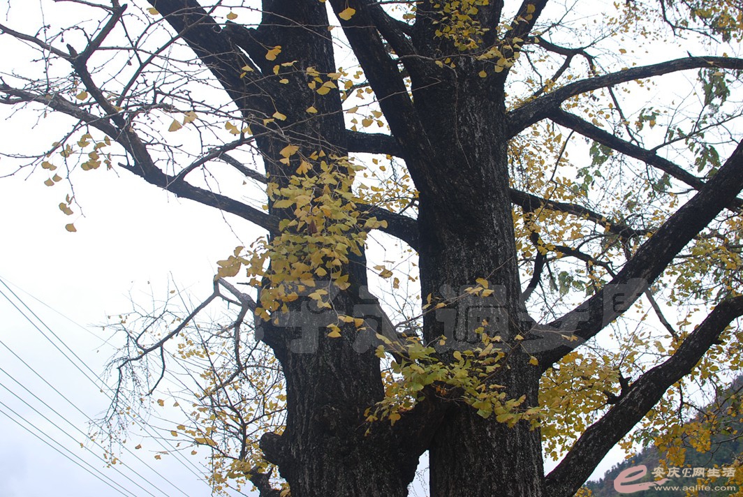 DSC_0702.jpg