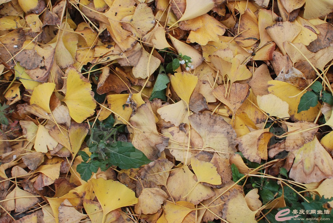 DSC_0706.jpg
