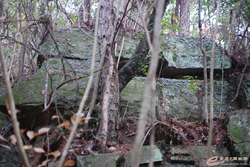 DSC_0877.jpg