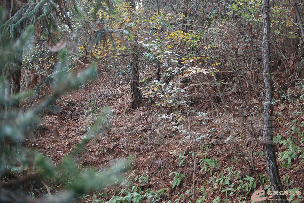 DSC_0911.jpg