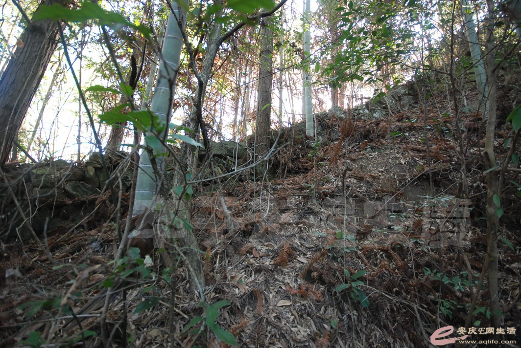 DSC_0934.jpg