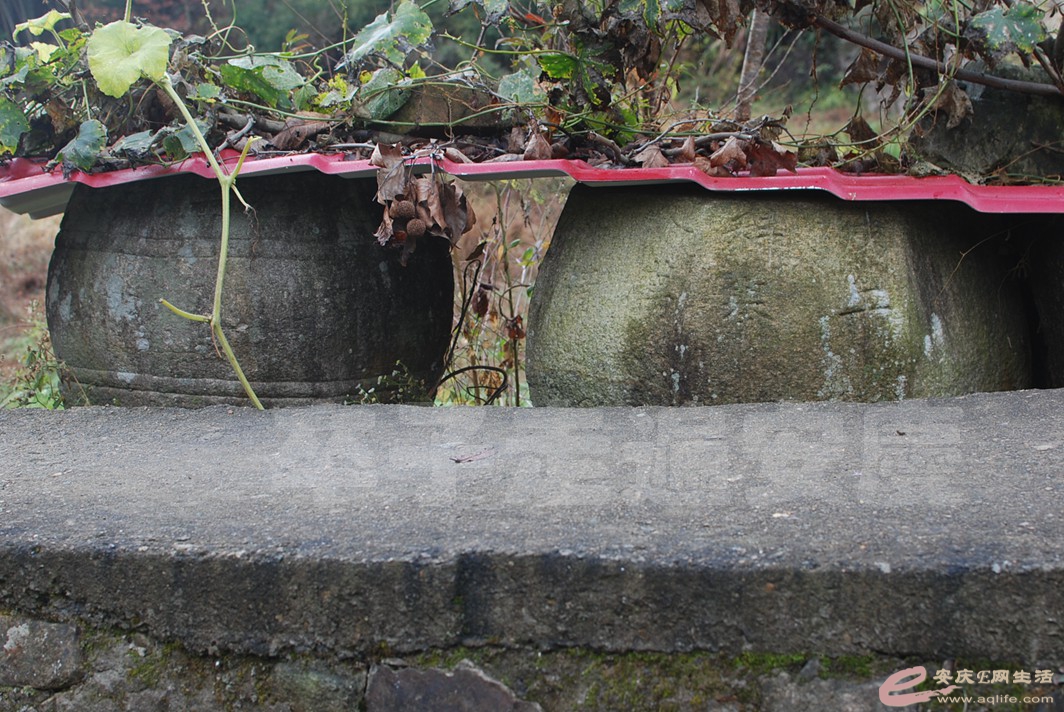 DSC_0350.jpg