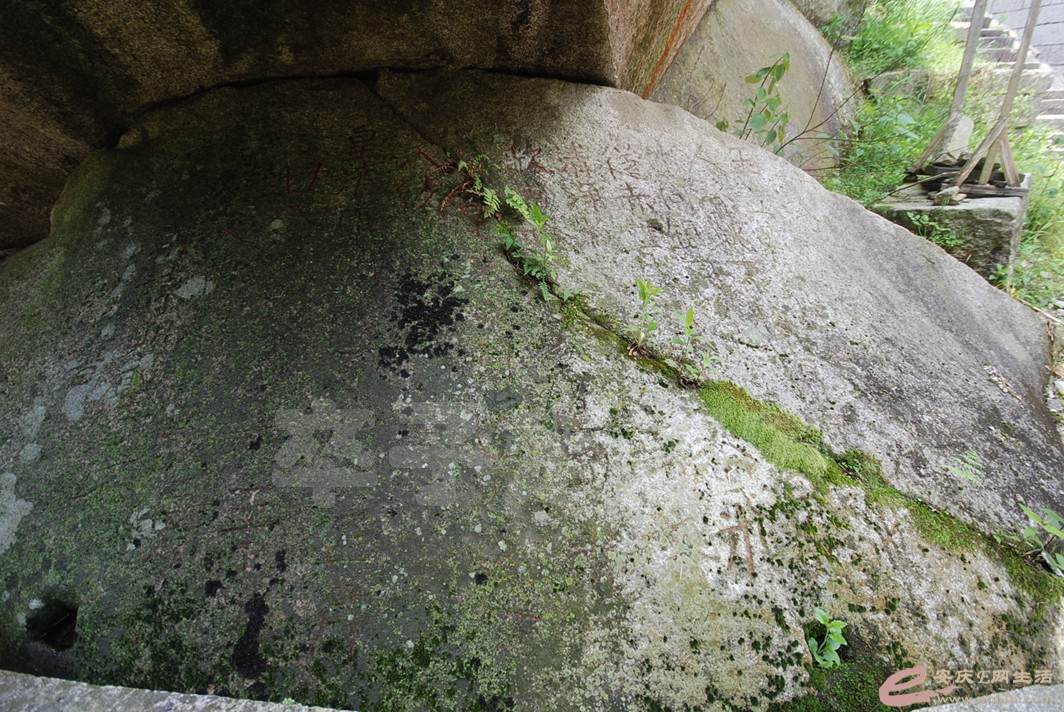 DSC_2009.jpg