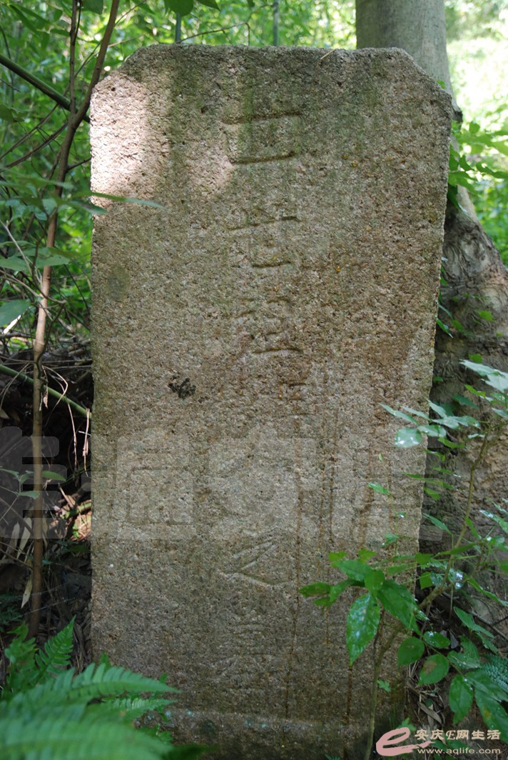DSC_4799.jpg
