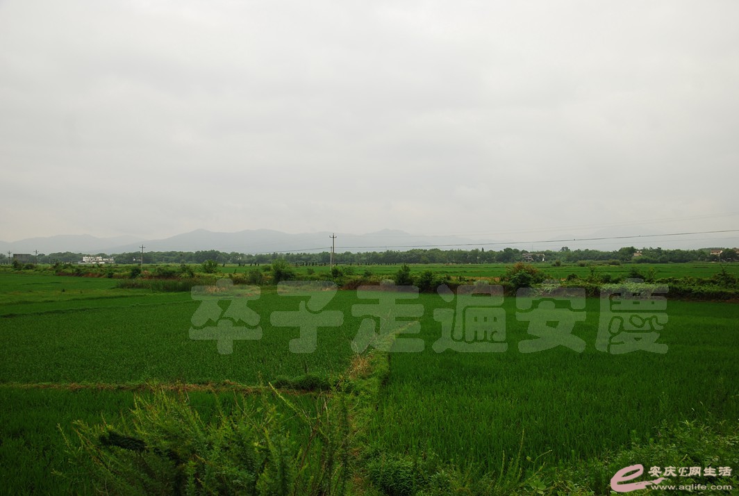DSC_9881.jpg