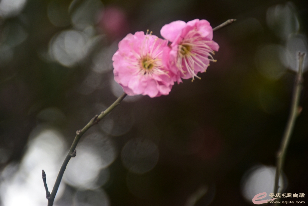 DSC_0133.JPG