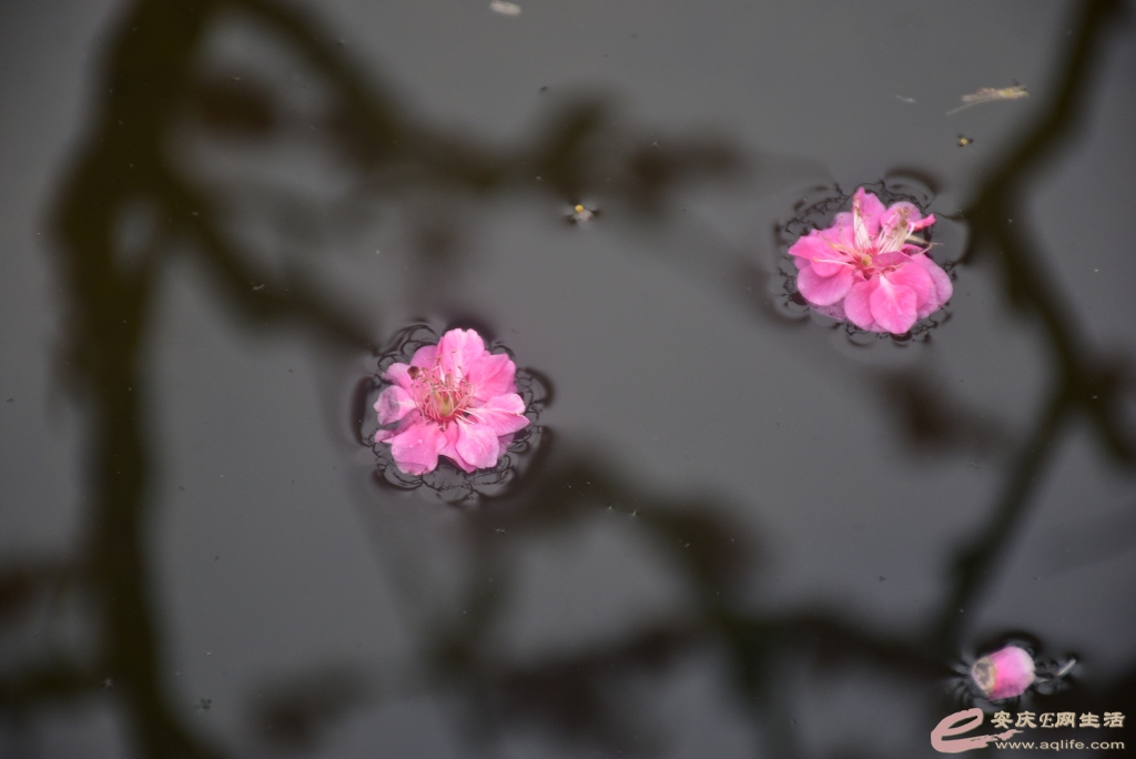 DSC_0208.JPG