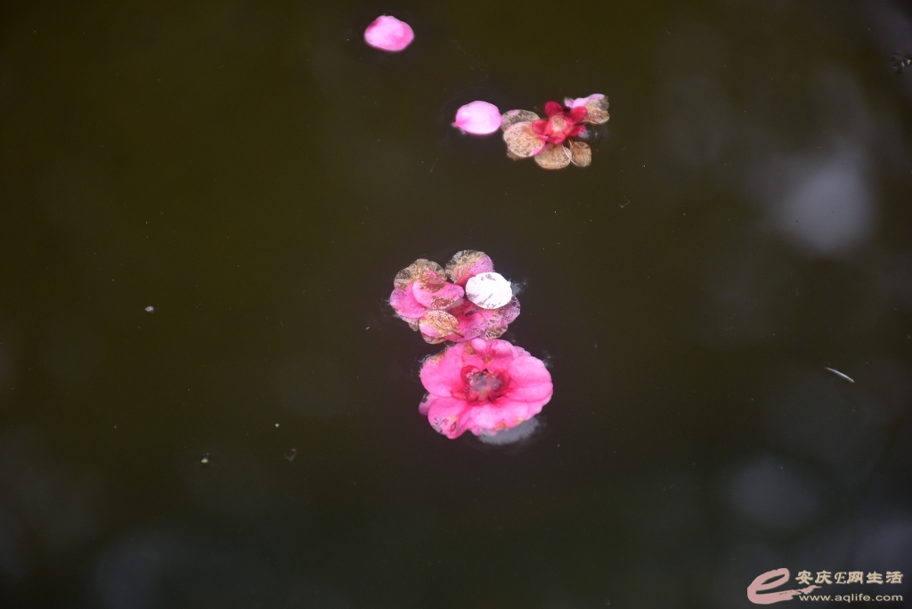 DSC_0209.JPG