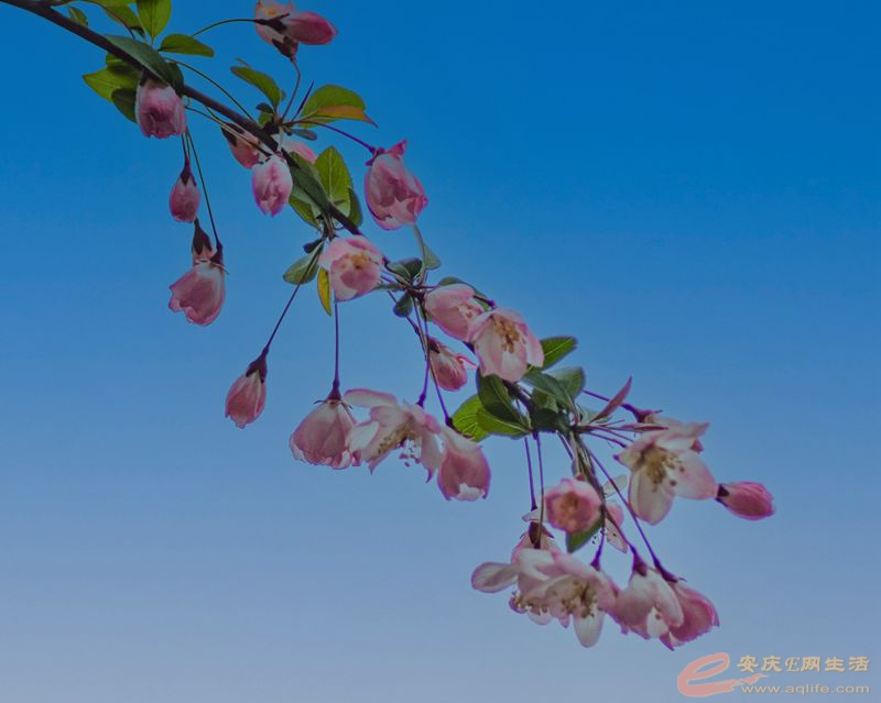 DSC_4182_.jpg