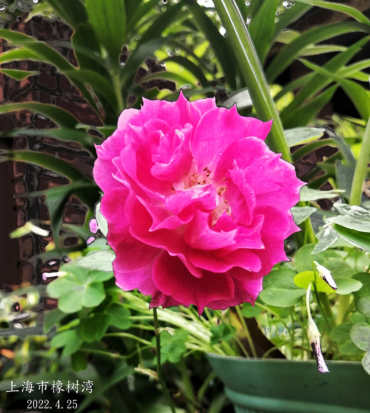 fotor_1652058348078A.jpg