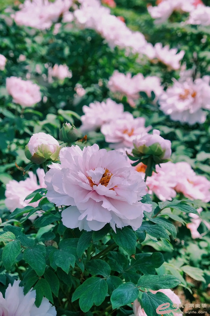 a3dl6-d8q8c1.jpg