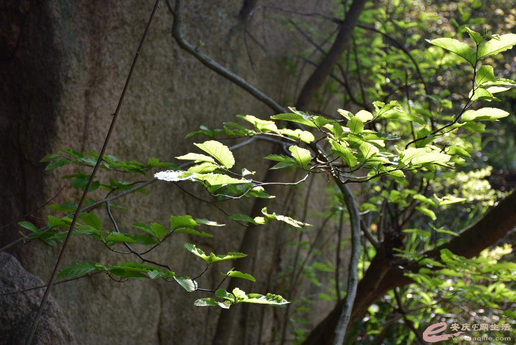 DSC_0218.JPG