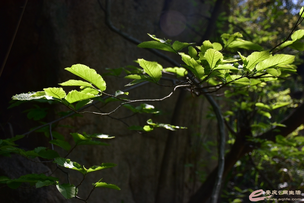 DSC_0220.JPG