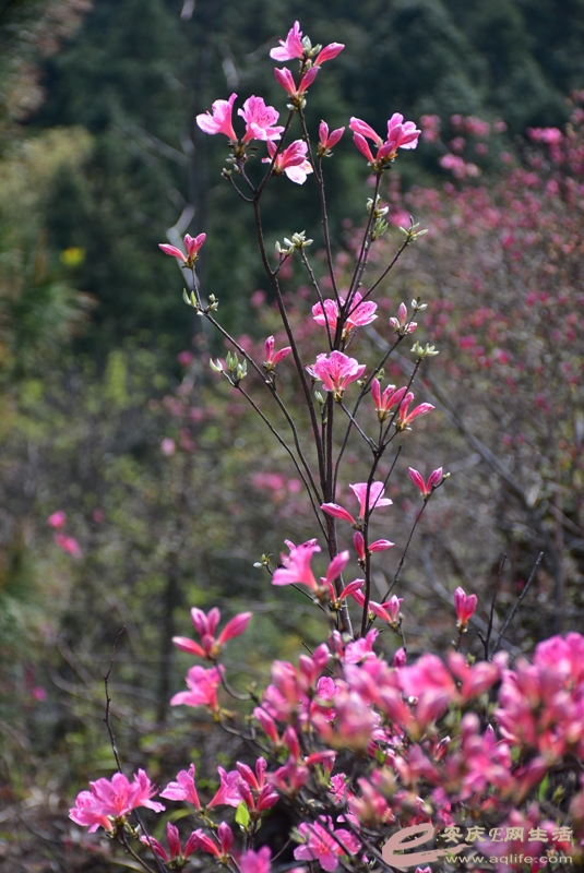 DSC_0243.JPG