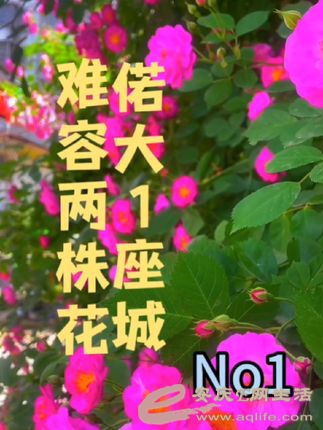 dfc944adf4934f41b220da89b7c33889_tplv-dy-cropcenter_323_430.jpeg