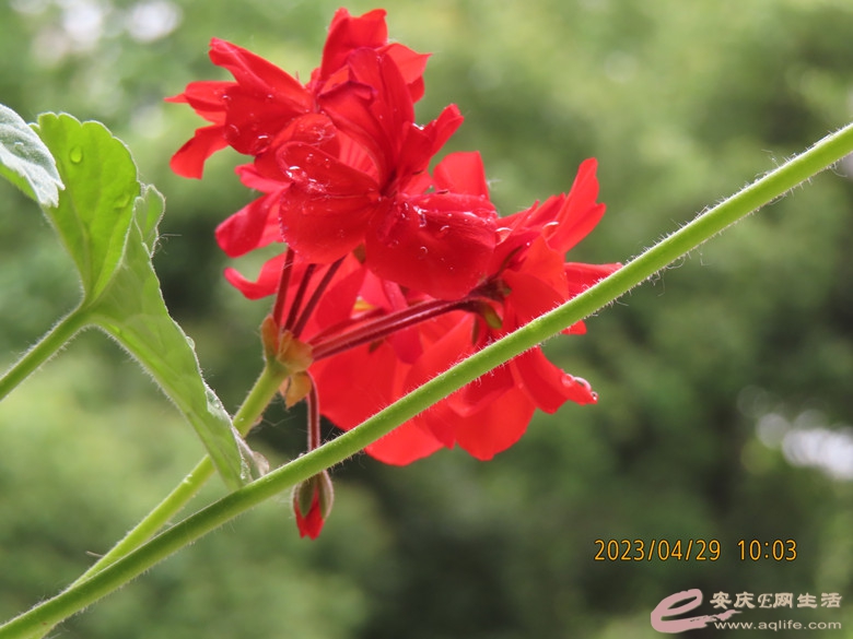 IMG_5591_.jpg