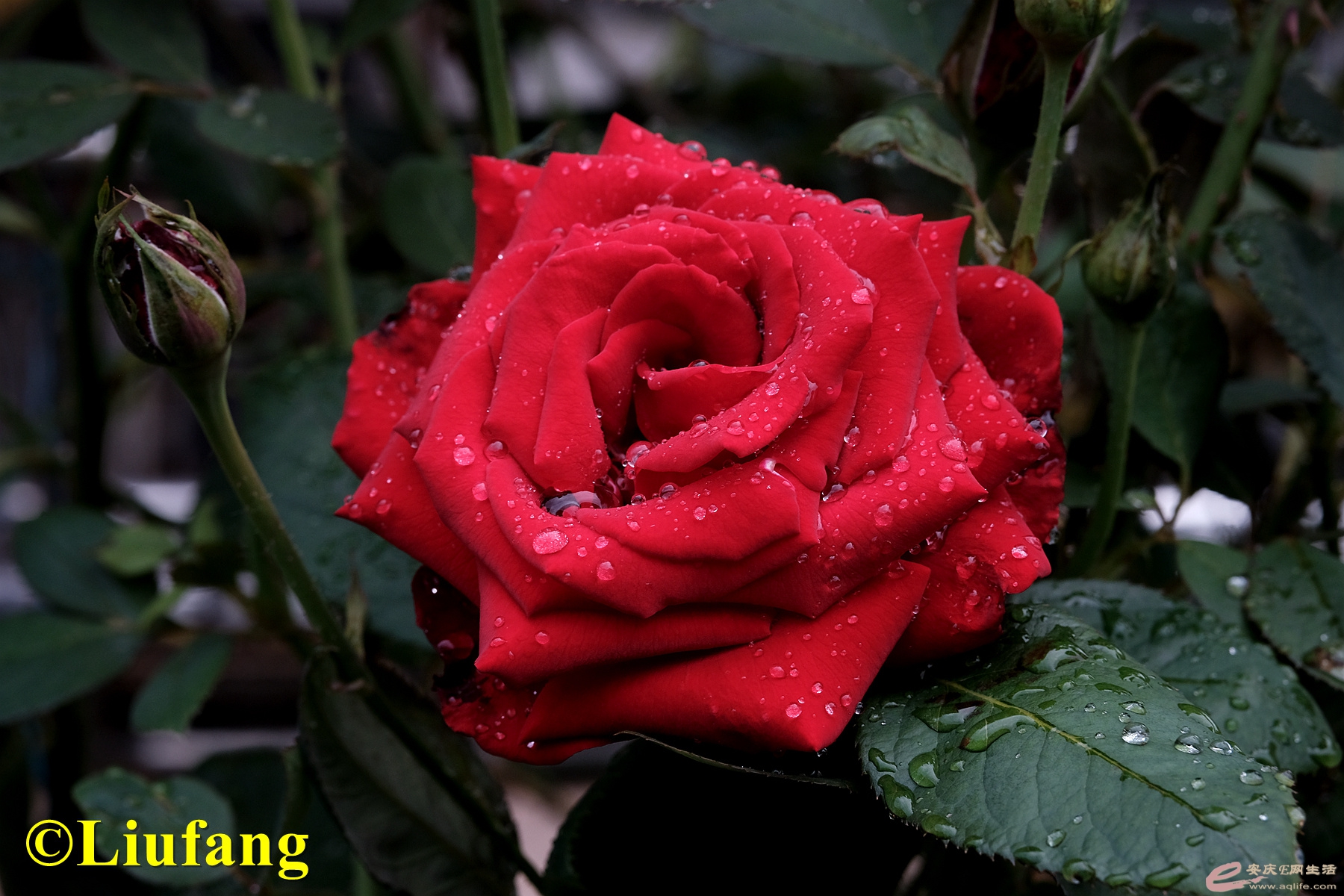 DSCF6738__.jpg