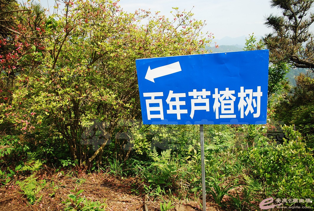 DSC_4743.jpg