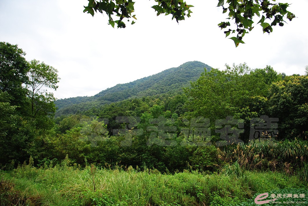 DSC_7315.jpg