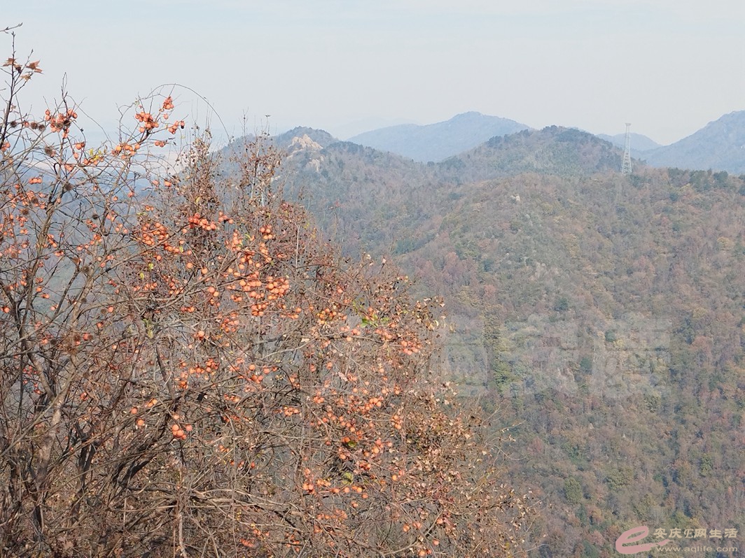 IMG_20231203_121350.jpg