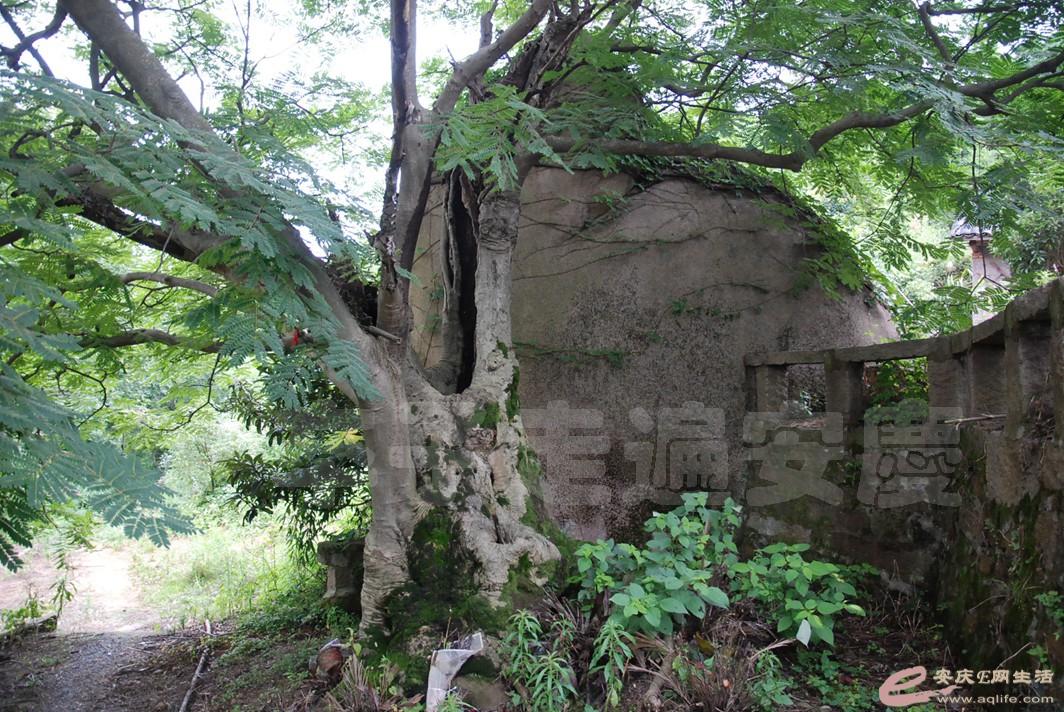 DSC_4705.jpg