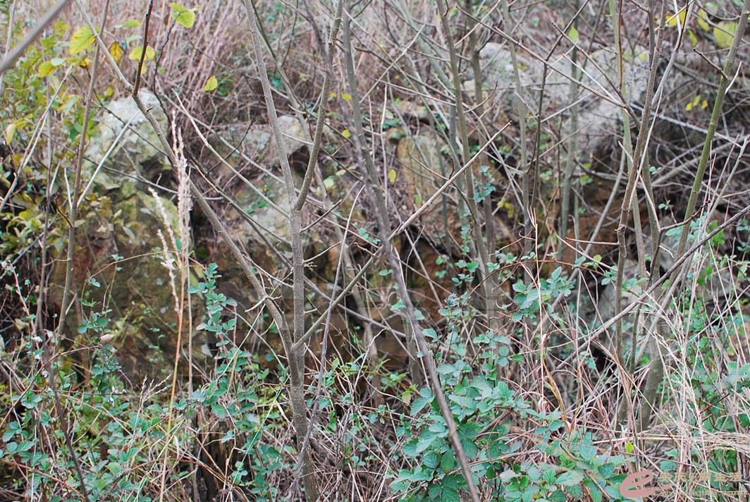 DSC_1109.jpg