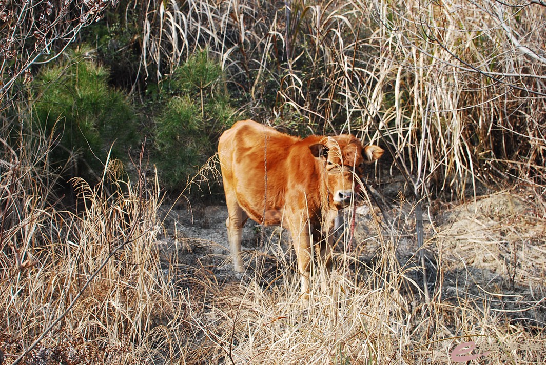 DSC_2591.jpg