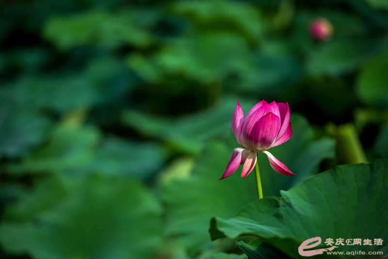 D81_2686_.jpg