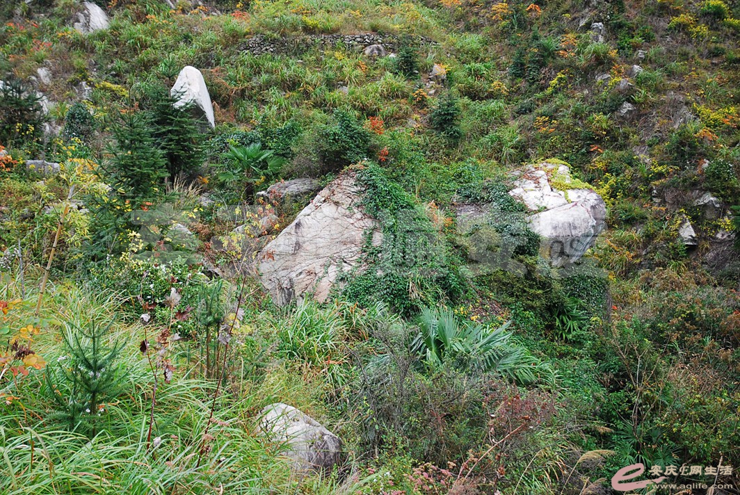 DSC_0677.jpg