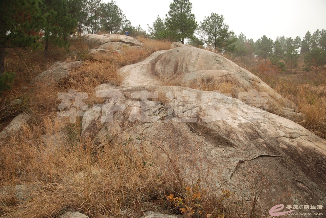 DSC_1629.jpg