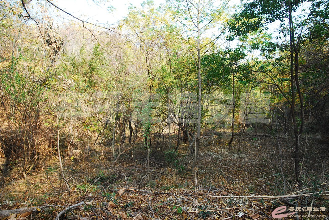 DSC_2808.jpg